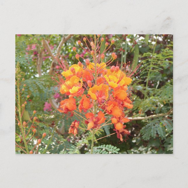 CALIFORNIA DESERT FLOWER #2 POSTCARD (Front)