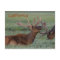 California elk postcard