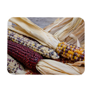 California. Fall Harvest Colourful Indian Corn Magnet