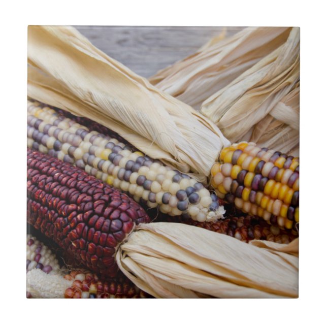 California. Fall Harvest Colourful Indian Corn Tile (Front)