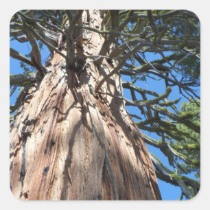 California Giant Tree Square Sticker