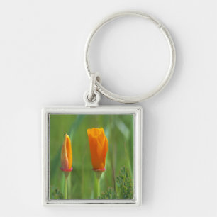 California golden poppies in a green field 2 key ring