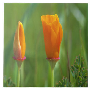 California golden poppies in a green field 2 tile
