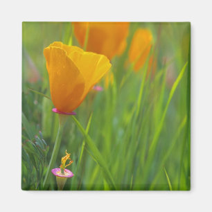 California golden poppies in a green field magnet