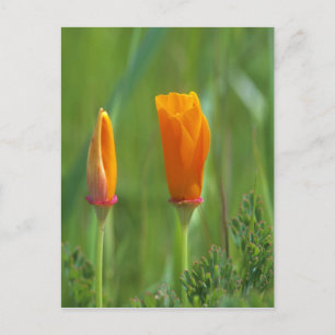 California golden poppies in a green field postcard