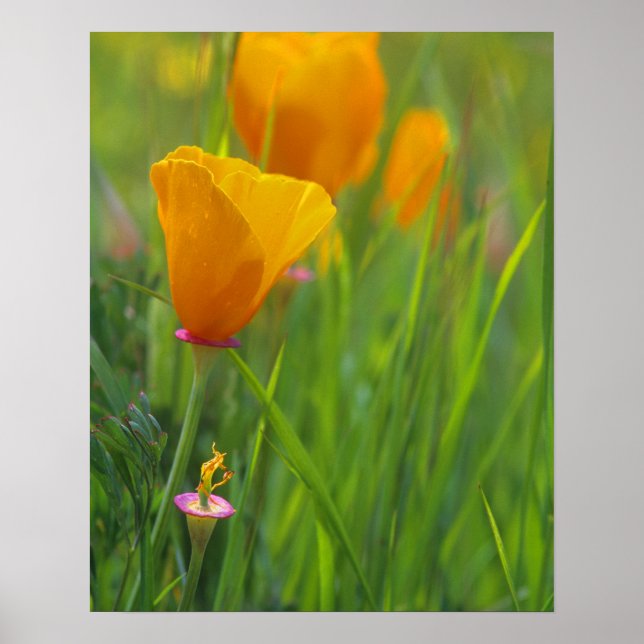 California golden poppies in a green field poster (Front)