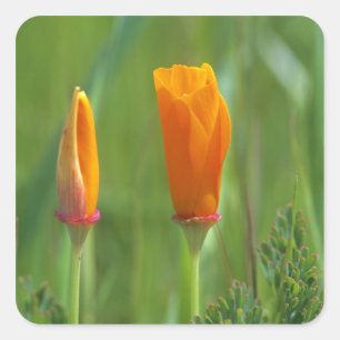 California golden poppies in a green field square sticker