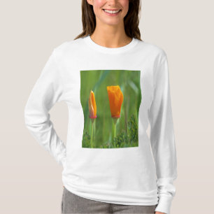 California golden poppies in a green field T-Shirt