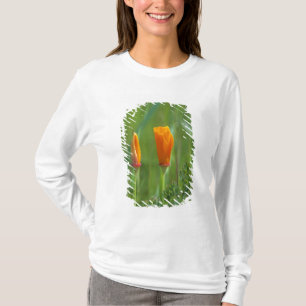California golden poppies in a green field T-Shirt
