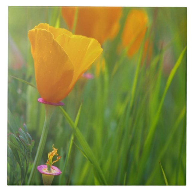 California golden poppies in a green field tile (Front)