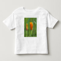 California golden poppies in a green field