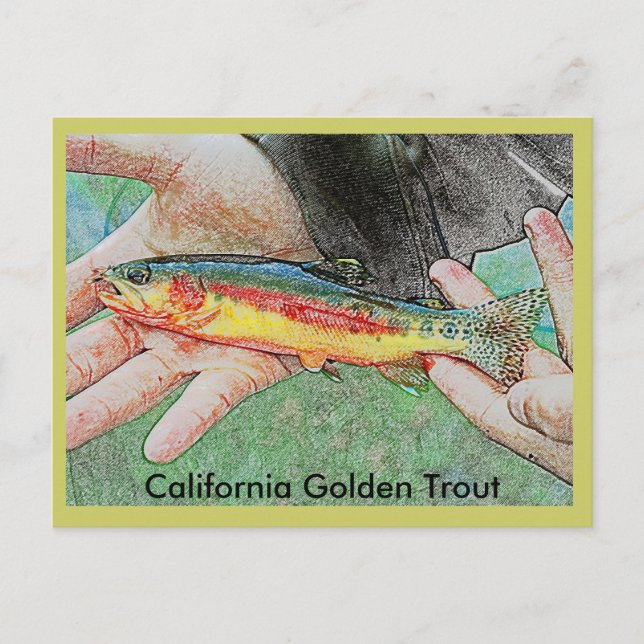 California Golden Trout Postcard (Front)