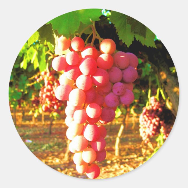 California Grapes Classic Round Sticker (Front)