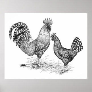 California Grey Rooster and Hen Poster
