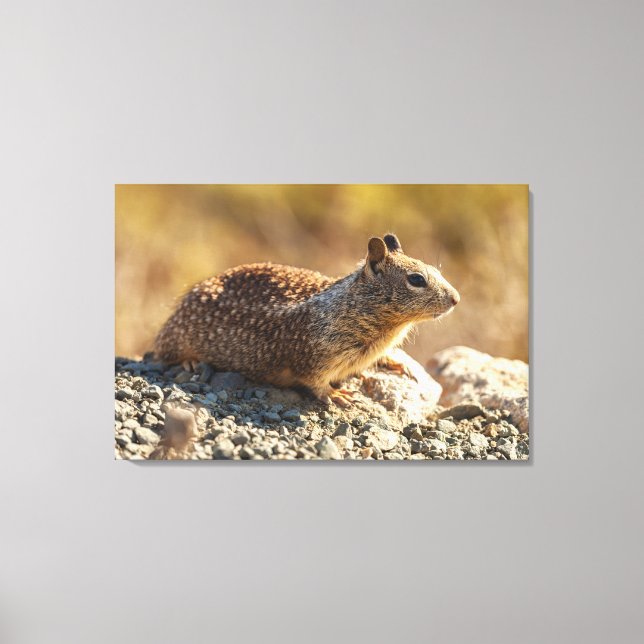 California Ground Squirrel Canvas Print (Front)
