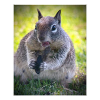 California Ground Squirrel