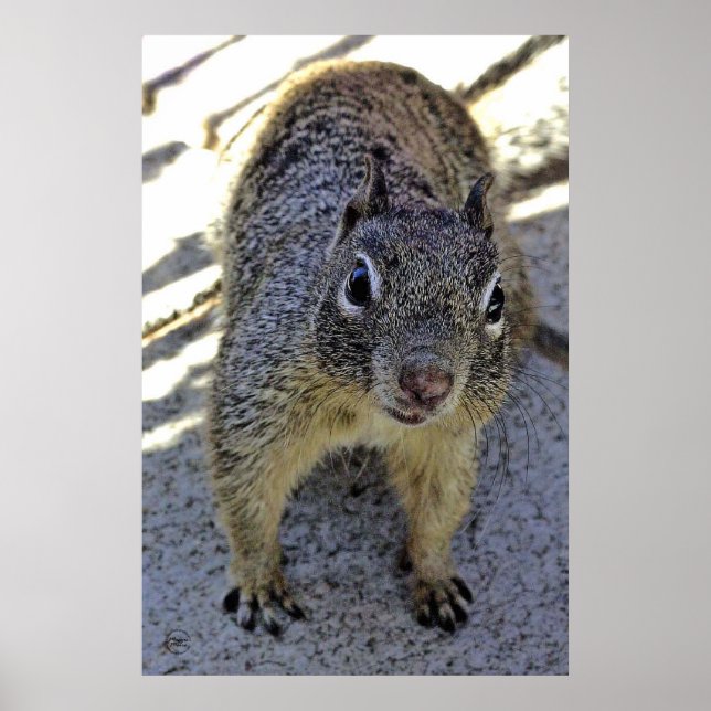 California Ground Squirrel Poster (Front)