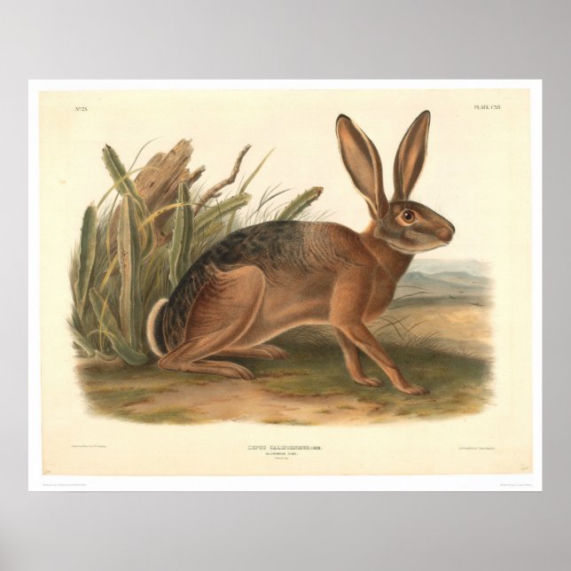California Hare by Audubon (0177A) Poster (Front)