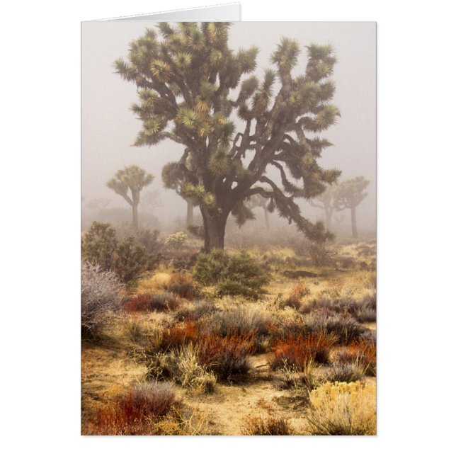 California: Joshua Tree National Monument, (Front)