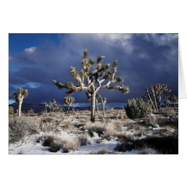 California, Joshua Tree National Park (Front Horizontal)