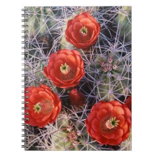 California, Joshua Tree National Park, Claret Notebook