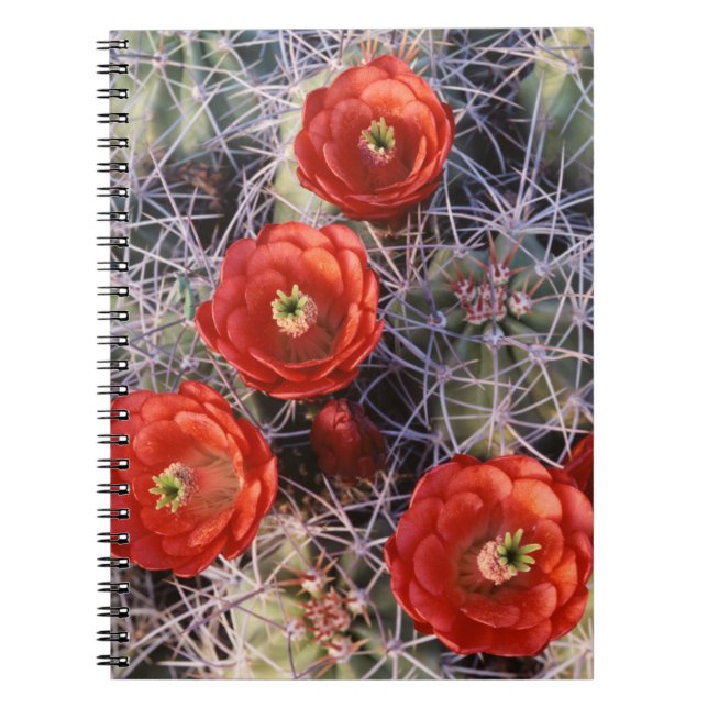 California, Joshua Tree National Park, Claret Notebook (Front)