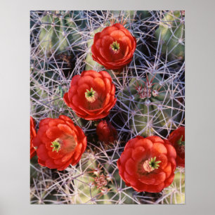 California, Joshua Tree National Park, Claret Poster