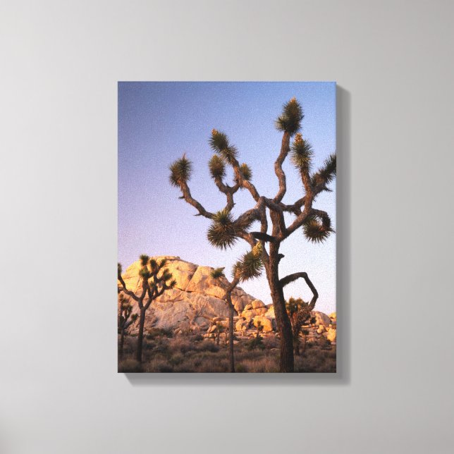 California, Joshua Tree National Park, Joshua Canvas Print (Front)