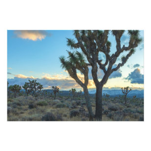 California Joshua Trees Desert Landscape at Dusk Photo Print