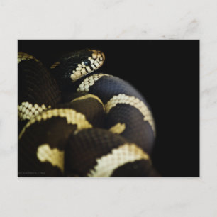 California King Snake Postcard