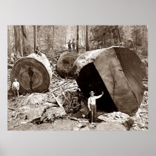 California Lumberjacks Fallen Redwood 1910 Poster