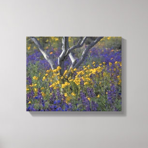 California Ojai Lupine & Poppies Watercolor Canvas Print