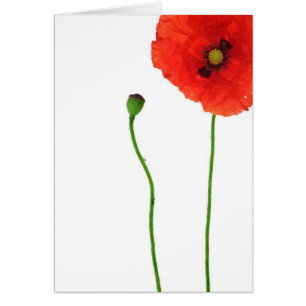 California Orange Red Poppy Simple Beauty