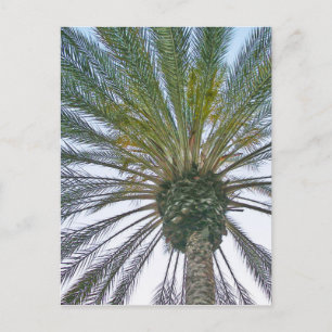 California Palm Tree Postcard