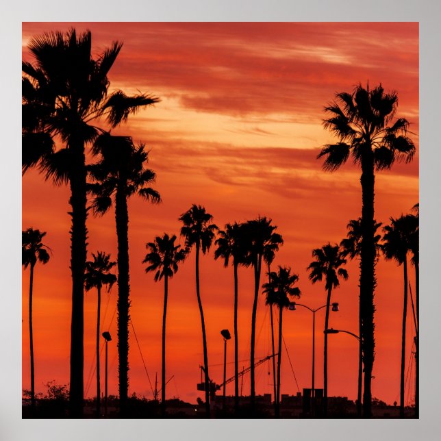 California Palms Sunset  Poster (Front)