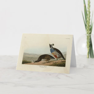 California Partridge - Audubon's Birds of America Card