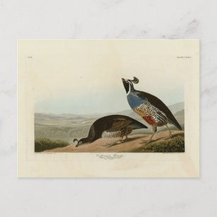 California Partridge - Audubon's Birds of America Postcard