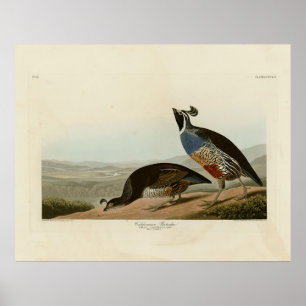 California Partridge - Audubon's Birds of America Poster