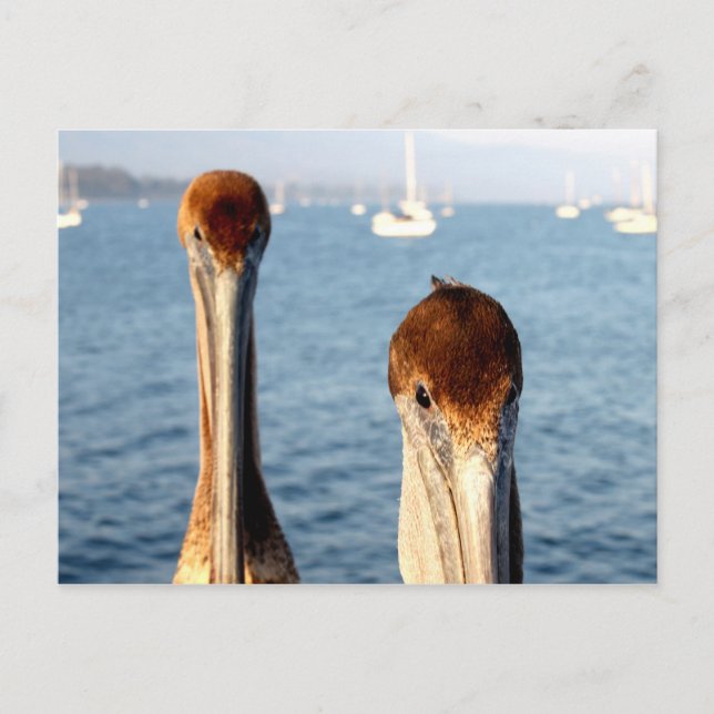 California Pelicans Postcard (Front)