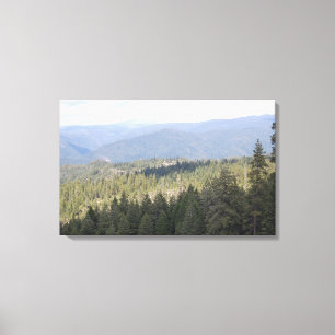 California Pine Trees Photography Canvas Print
