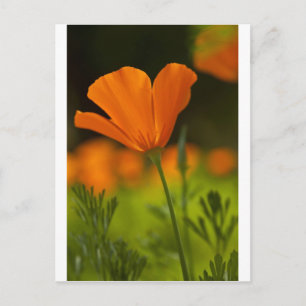 California Poppie Postcard