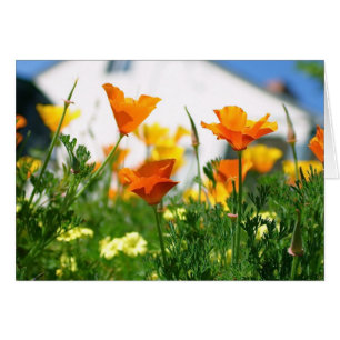 California Poppies