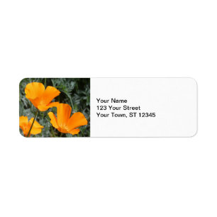 California Poppies