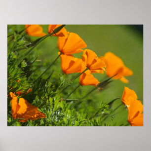 California Poppies 2011 Print