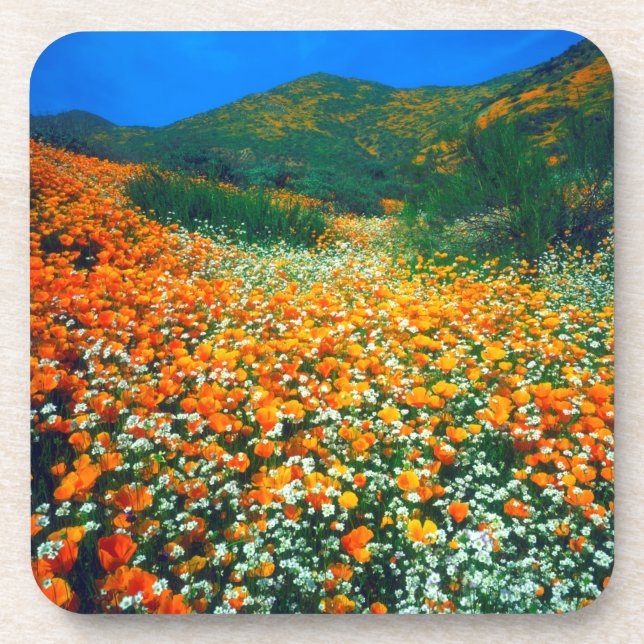 California Poppies and Popcorn wildflowers Coaster (Front)
