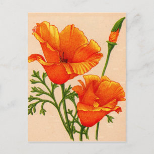 California poppies California poppy in orange Postcard