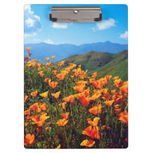 California poppies covering a hillside clipboard