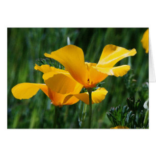 California Poppies Flowers Card