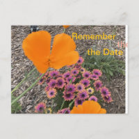 California Poppies 