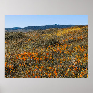 California Poppies - Landscape 2 Poster